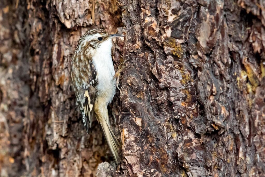 Brown Creeper – By Mick Thompson, 2016