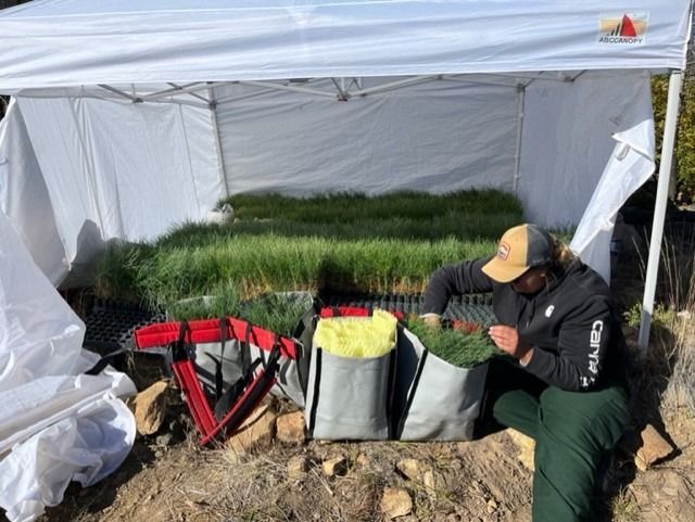 Philmont Plant Seedlings
