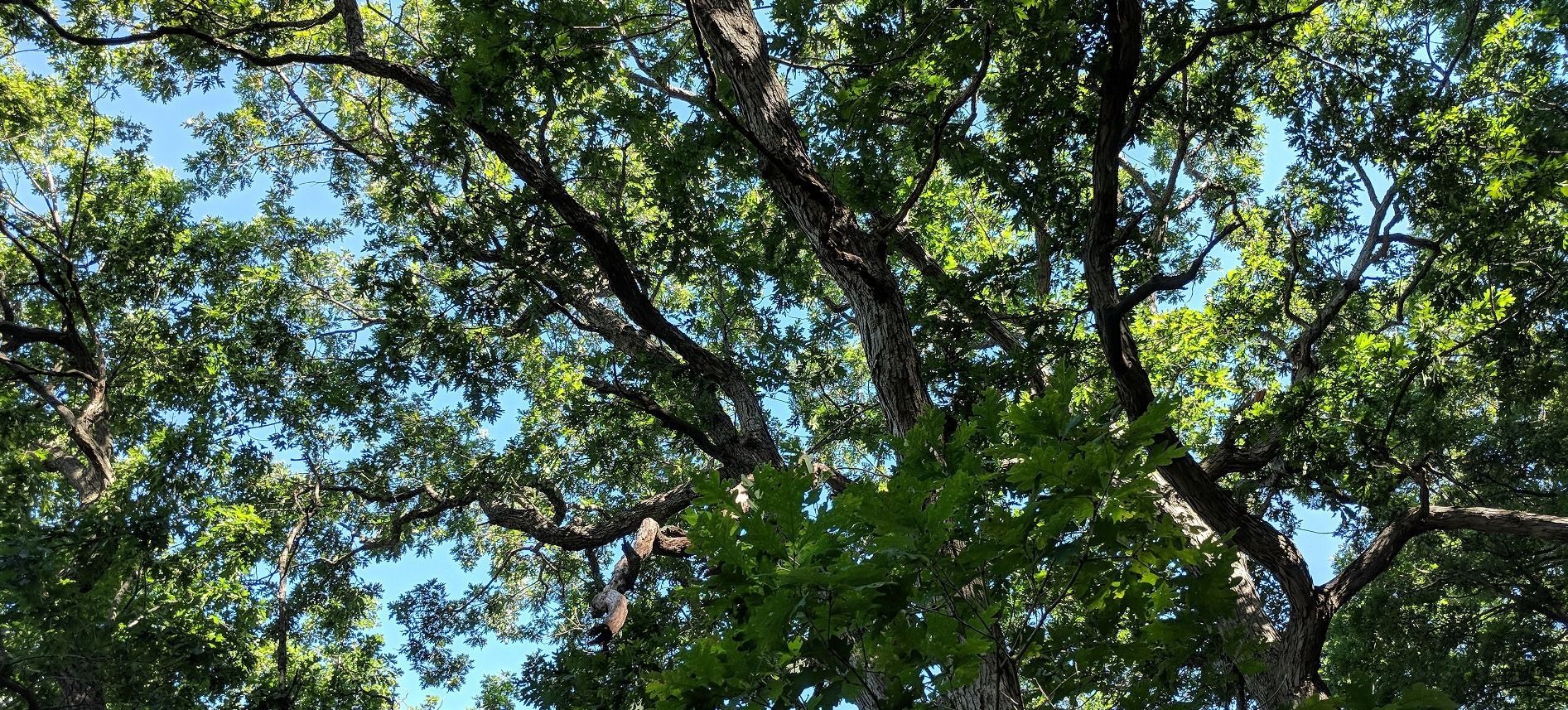 OakandFire_July18_DodgevilleWI4_oaks