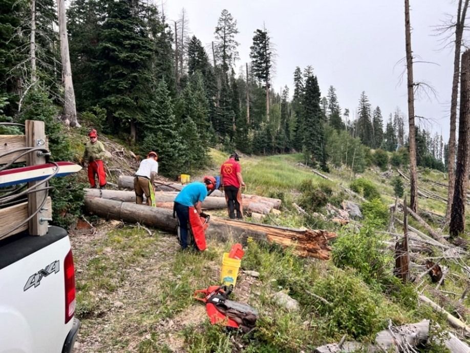 Photo of people in protective gear working around downed trees.