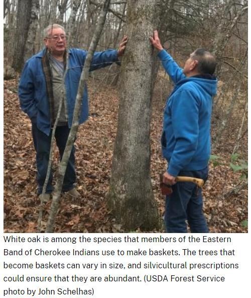 Photo of members of Eastern Band of Cherokee and oak trees