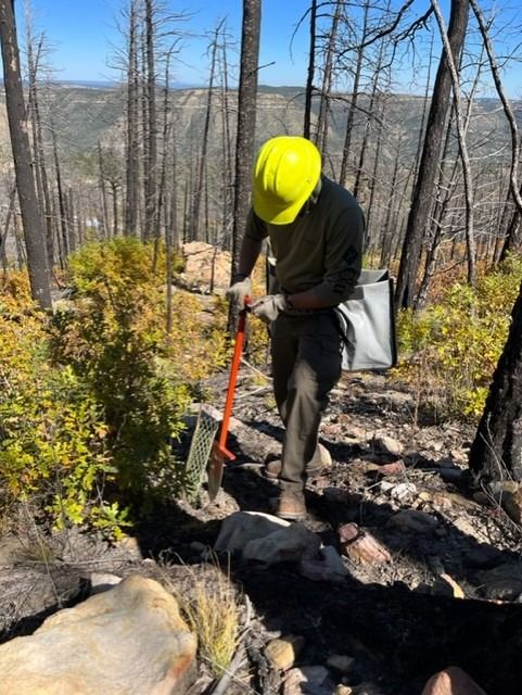 Crew member Devin planting a Philmont seedling.