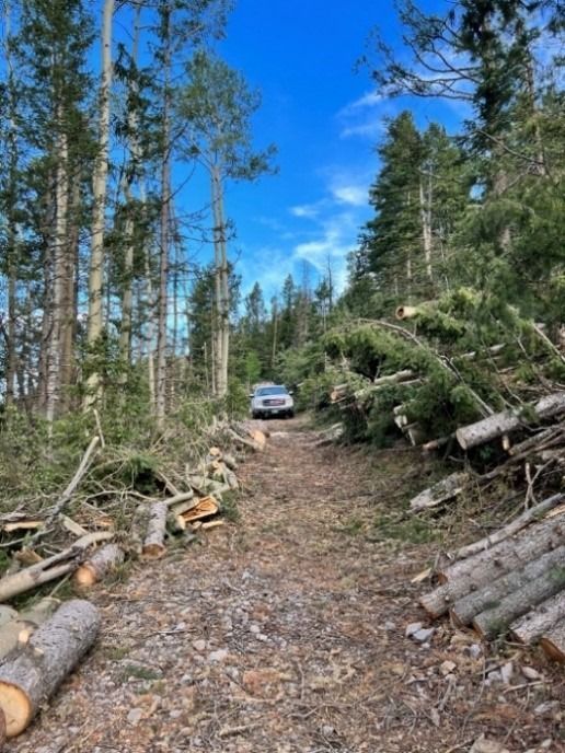 Photo of a forest trail/road with downed and piled trees from a windstorm