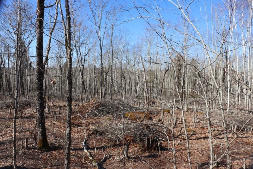 Photo of the managed beech stand.
