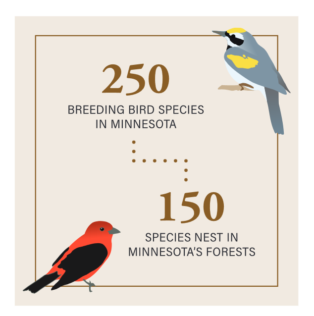 breeding bird species infographic image