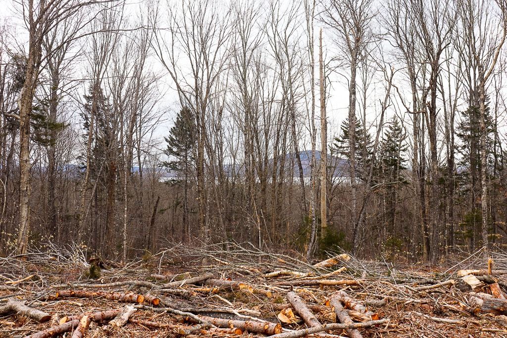 Rangeley Lakes Field Tour