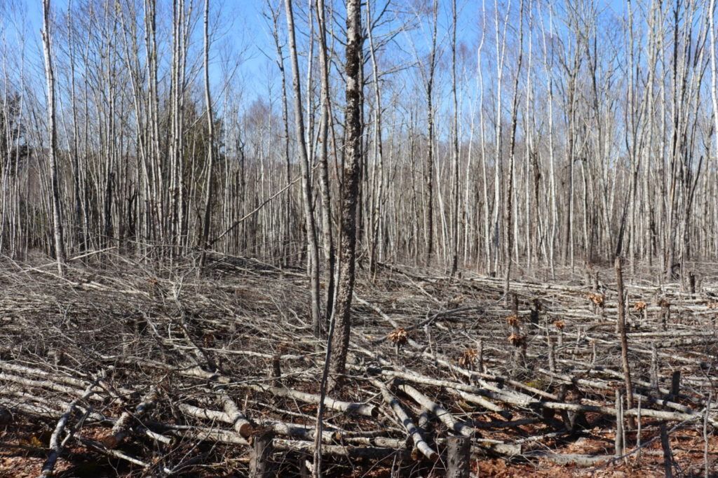 A managed beech stand containing standing trees, slash, and stumps