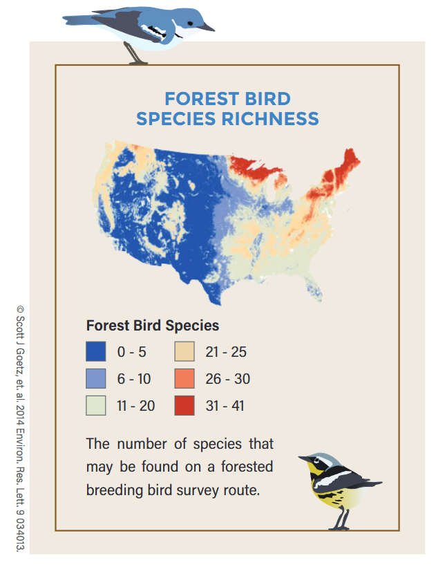 forest bird species richness and diversity infographic