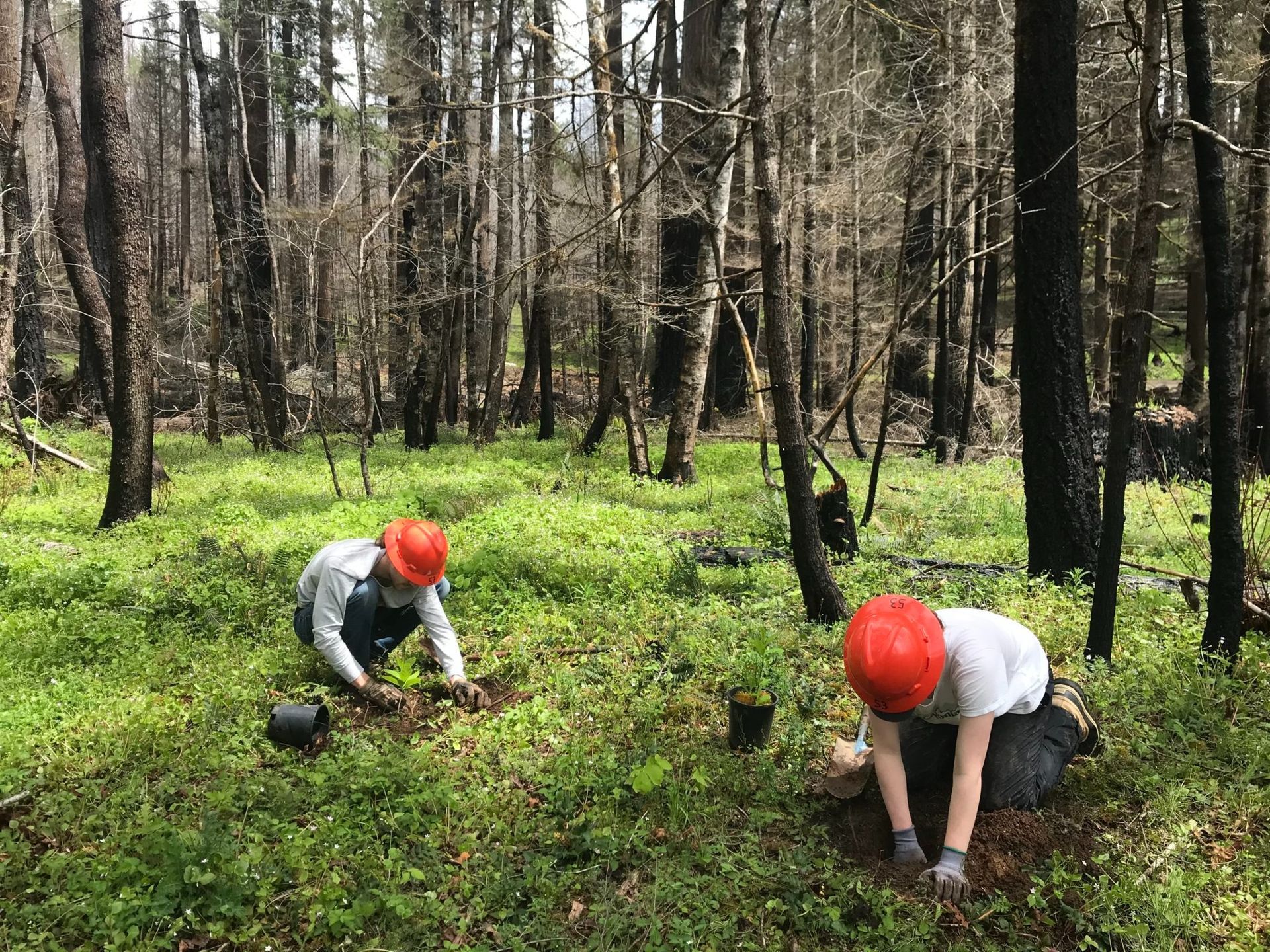 Students planting