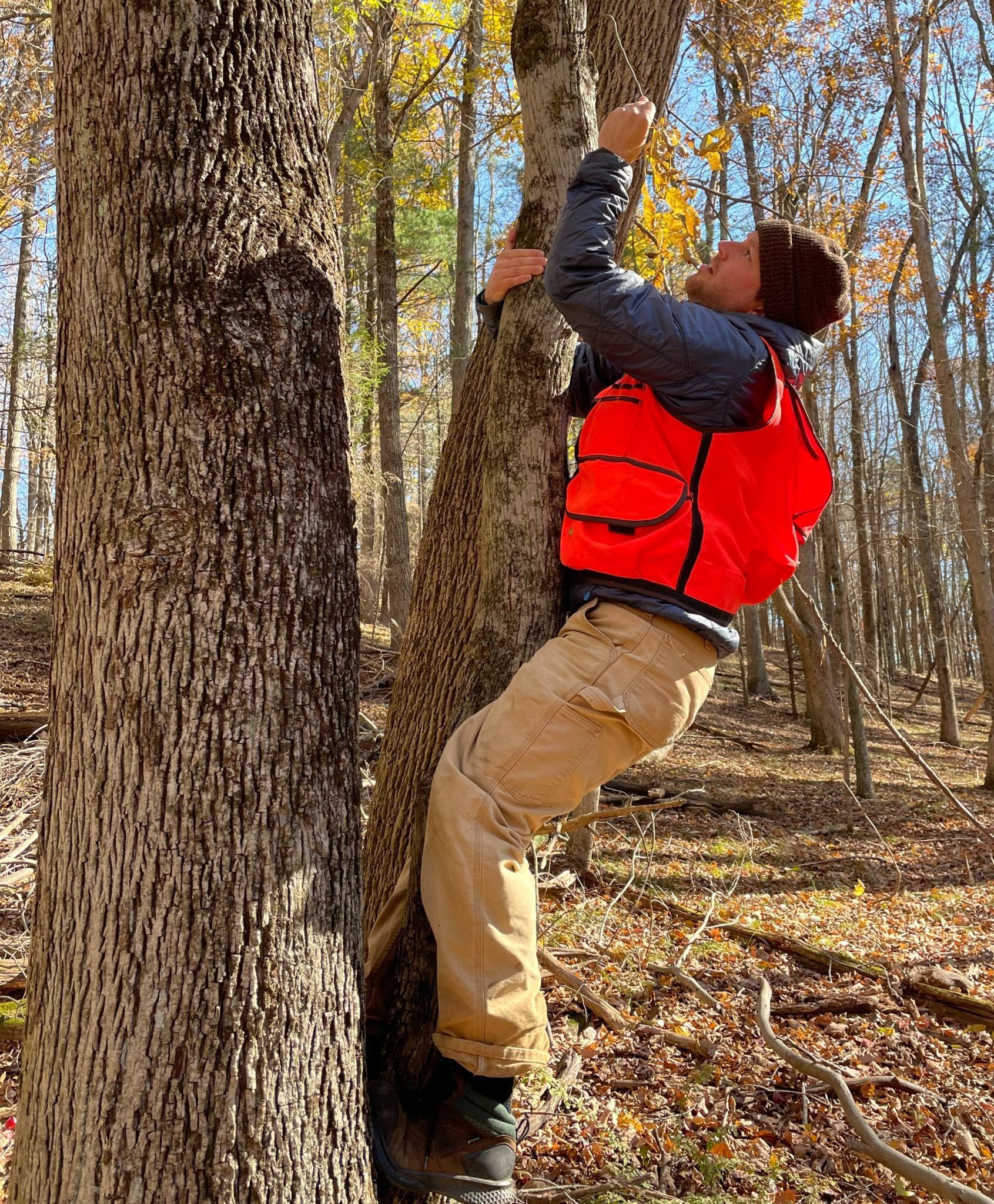 Photo of Chris DeFore climbing a tree