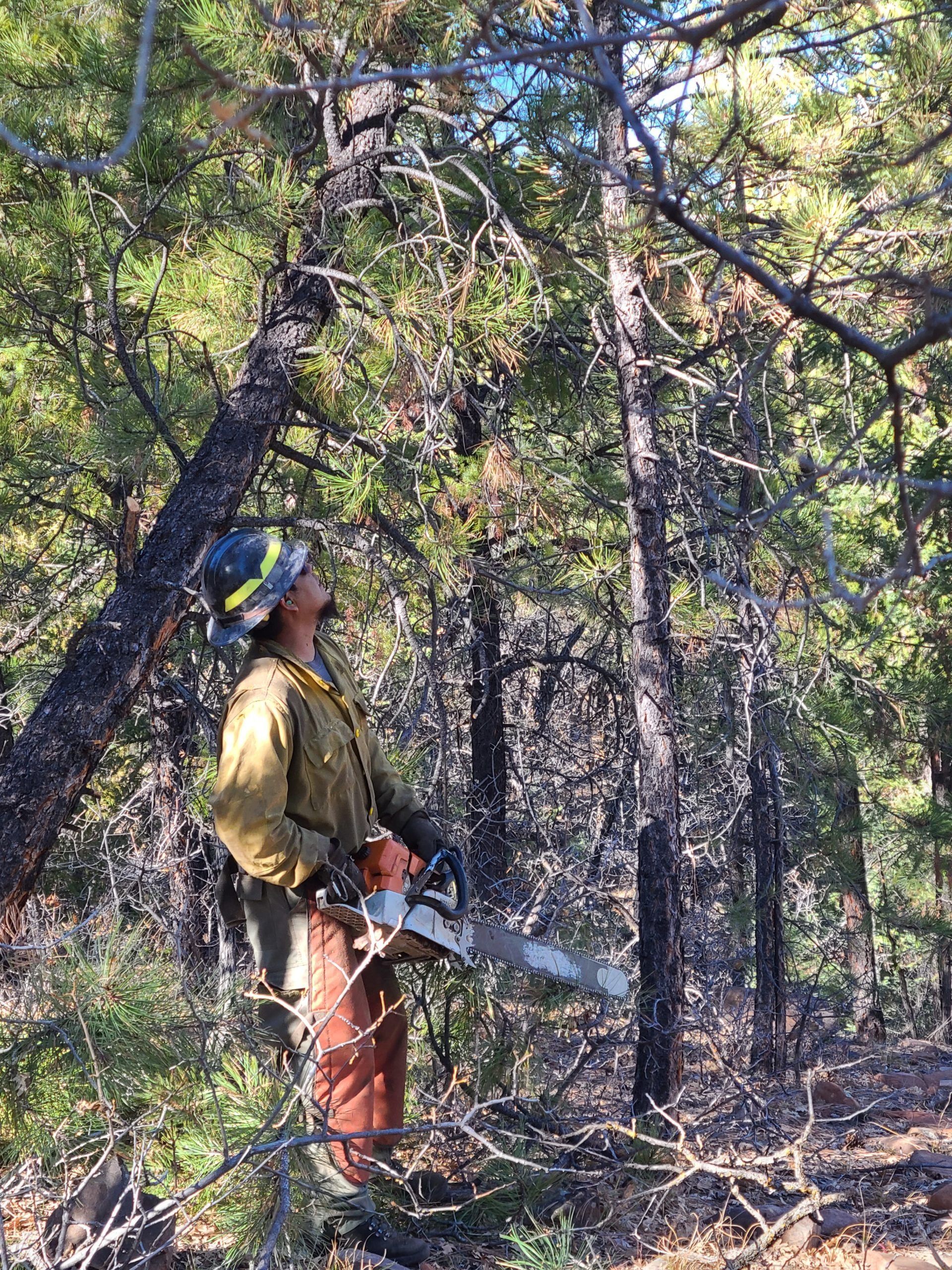 Crew member thins overgrown Ponderosa pine.