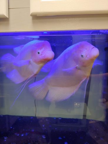 Aquarium Fish — Mansfield, OH — Attorney Kristin Brown