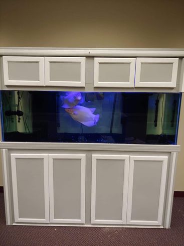 Aquarium — Mansfield, OH — Attorney Kristin Brown