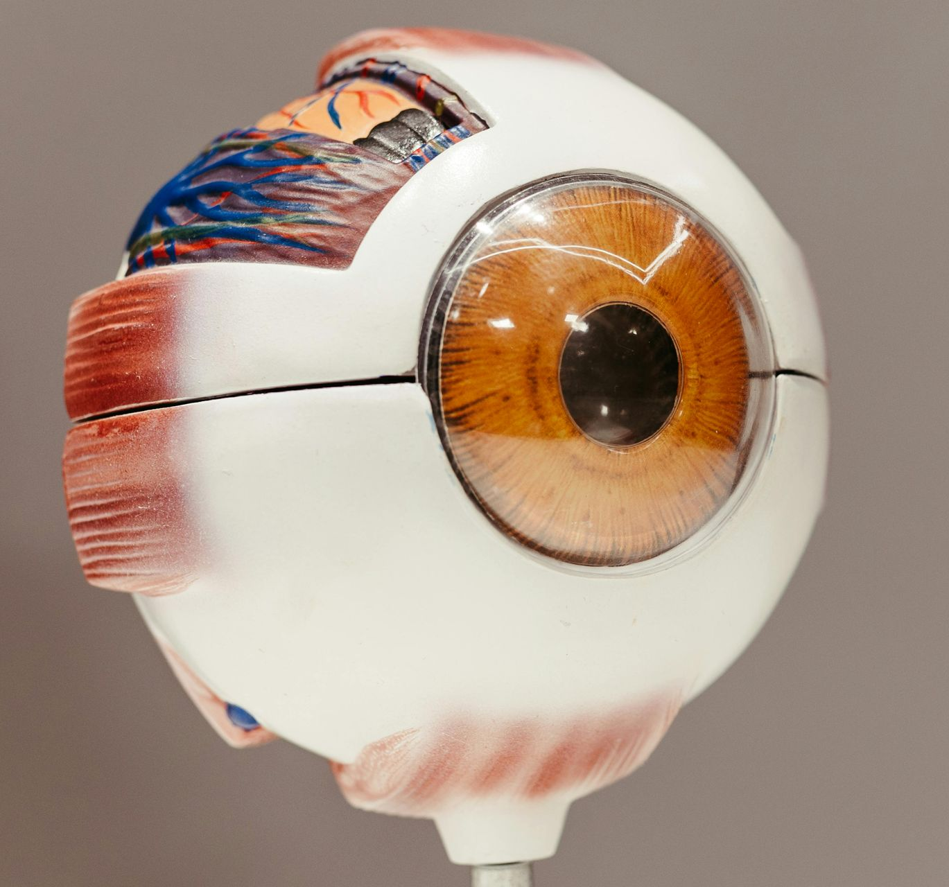 Ocular