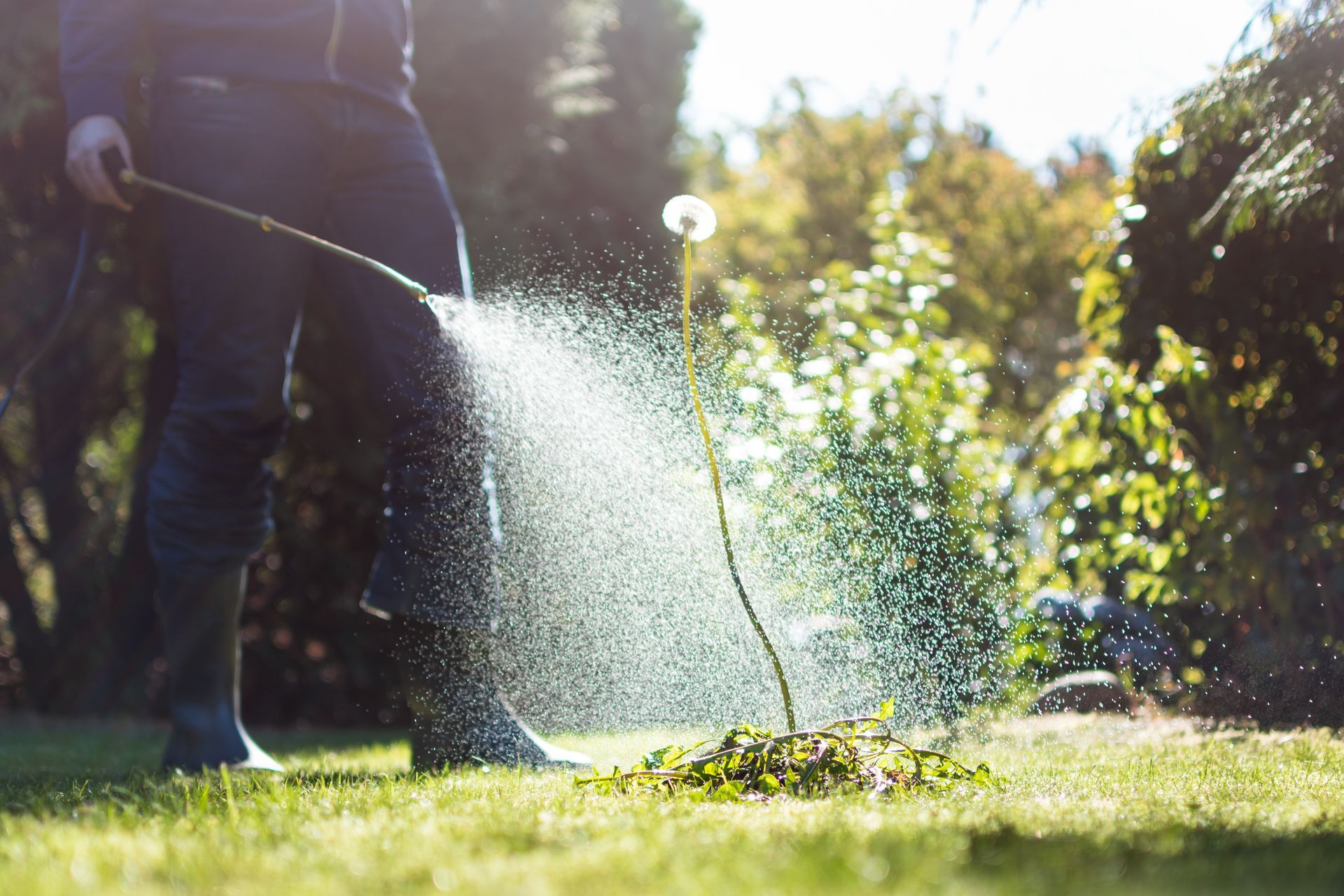Person spraying weeds with herbicide in a sunny garden.