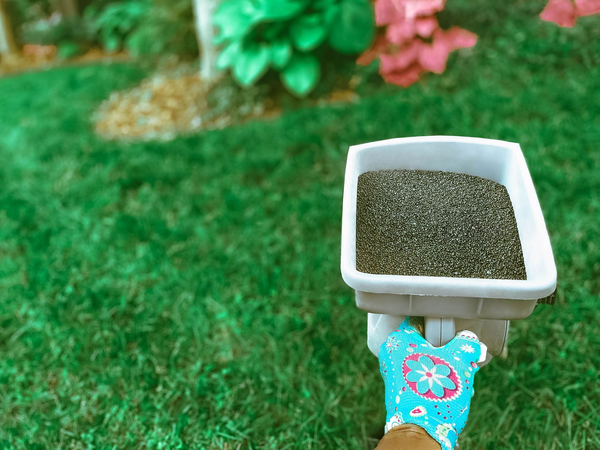 A person wearing a blue glove holding a fertilizer spreader on a green lawn.