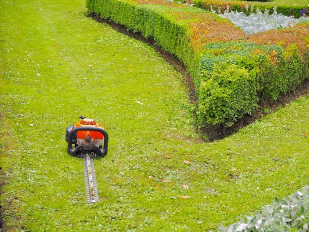 Hedge trimmer on green grass next to a trimmed hedge, a garden setting.