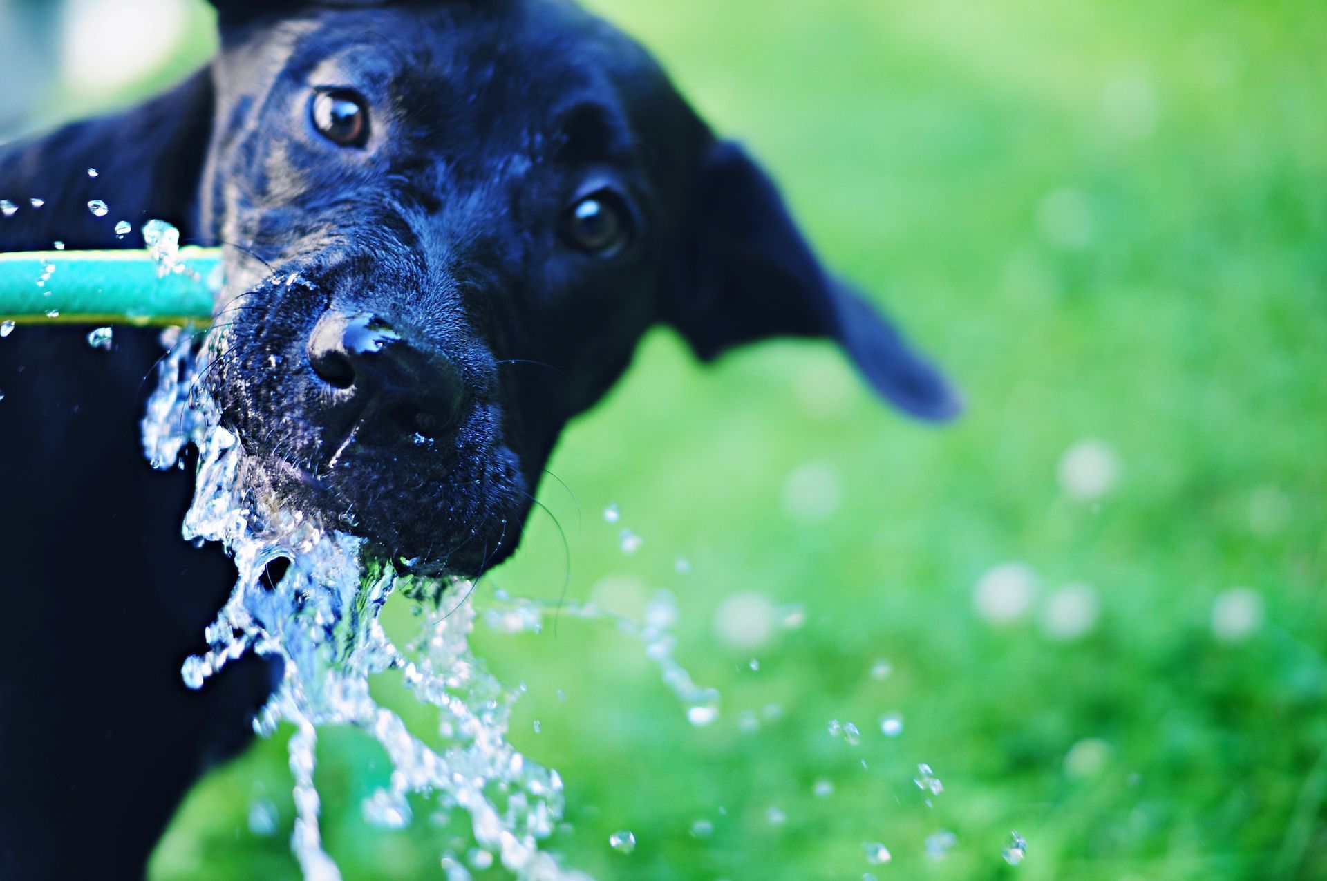 A lawn mower is sitting on top of a lush green lawn. Black dog drinking from a hose, water spraying in a grassy yard.