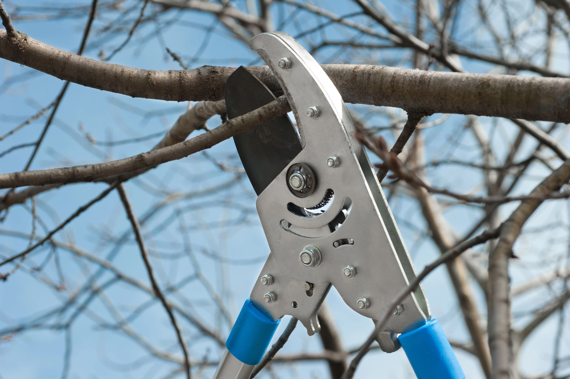 Small Tree Trimming Service in Mason, OH Small Tree Trimming Service in Mason, OH