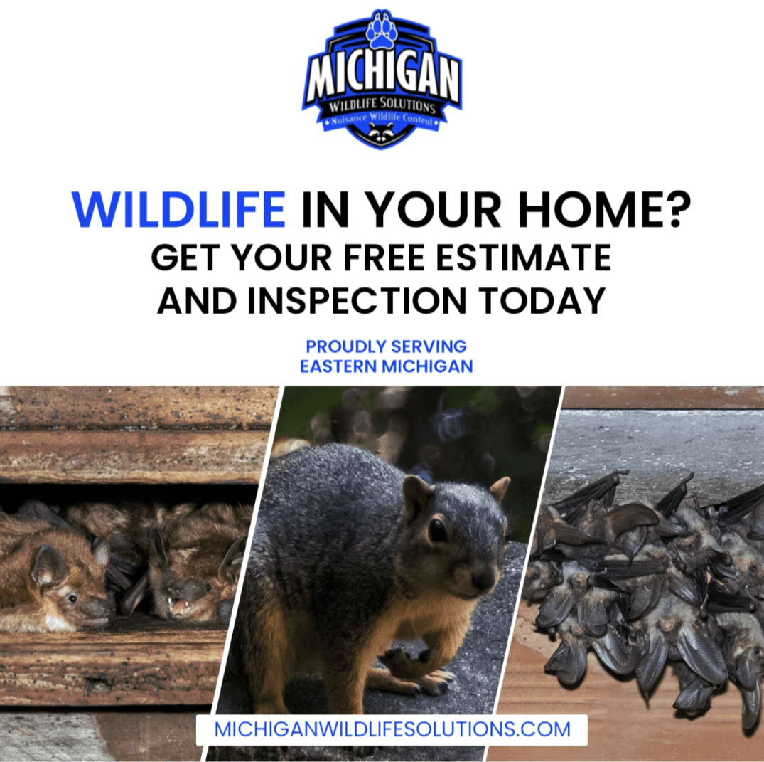 Michigan Wildlife Solutions - An advertisement for Michigan wildlife in your home