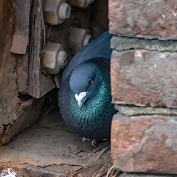 Michigan Wildlife Solutions - A pigeon is sitting in a hole in a brick wall