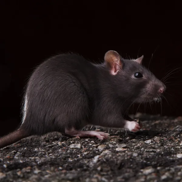 Michigan Wildlife Solutions - A black rat is sitting on a pile of rocks.