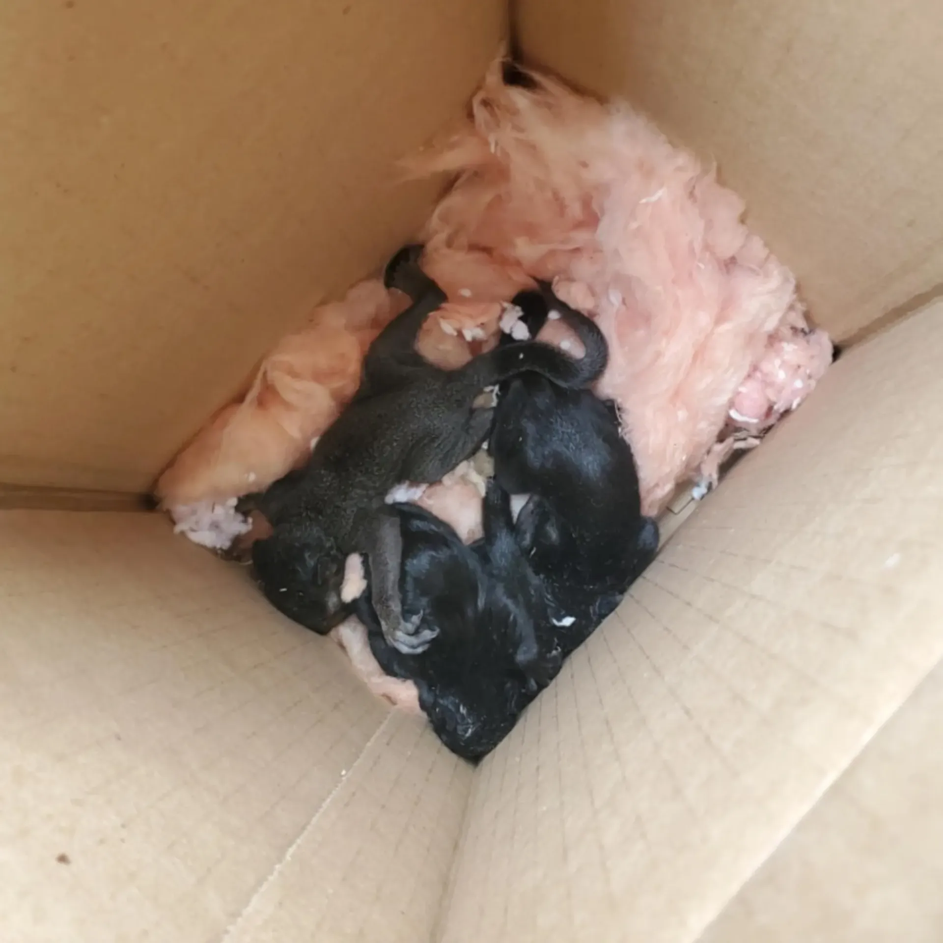 Michigan Wildlife Solutions - A group of black kittens are laying in a cardboard box.