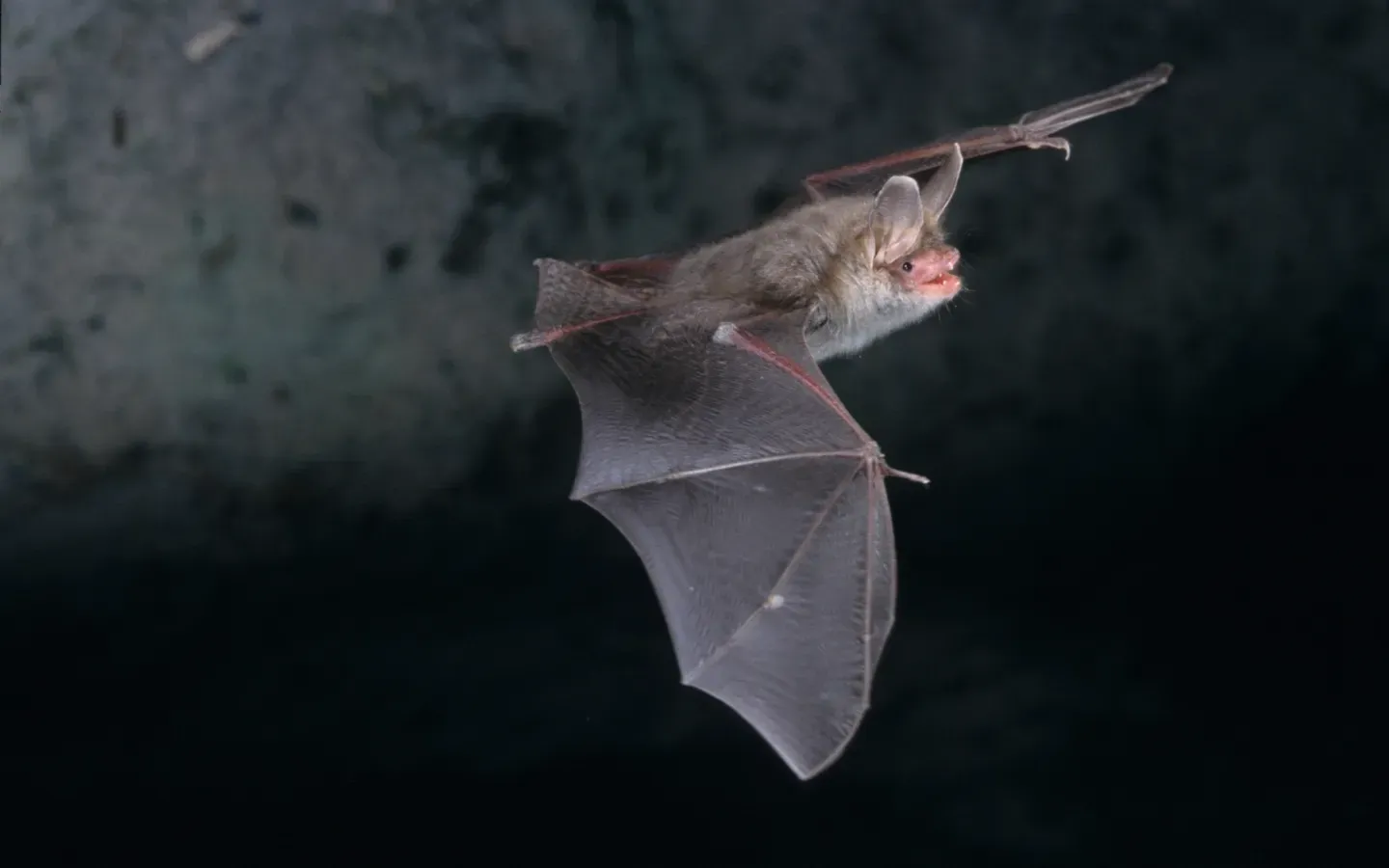 Michigan Wildlife Solutions - A bat is flying through the air in the dark.