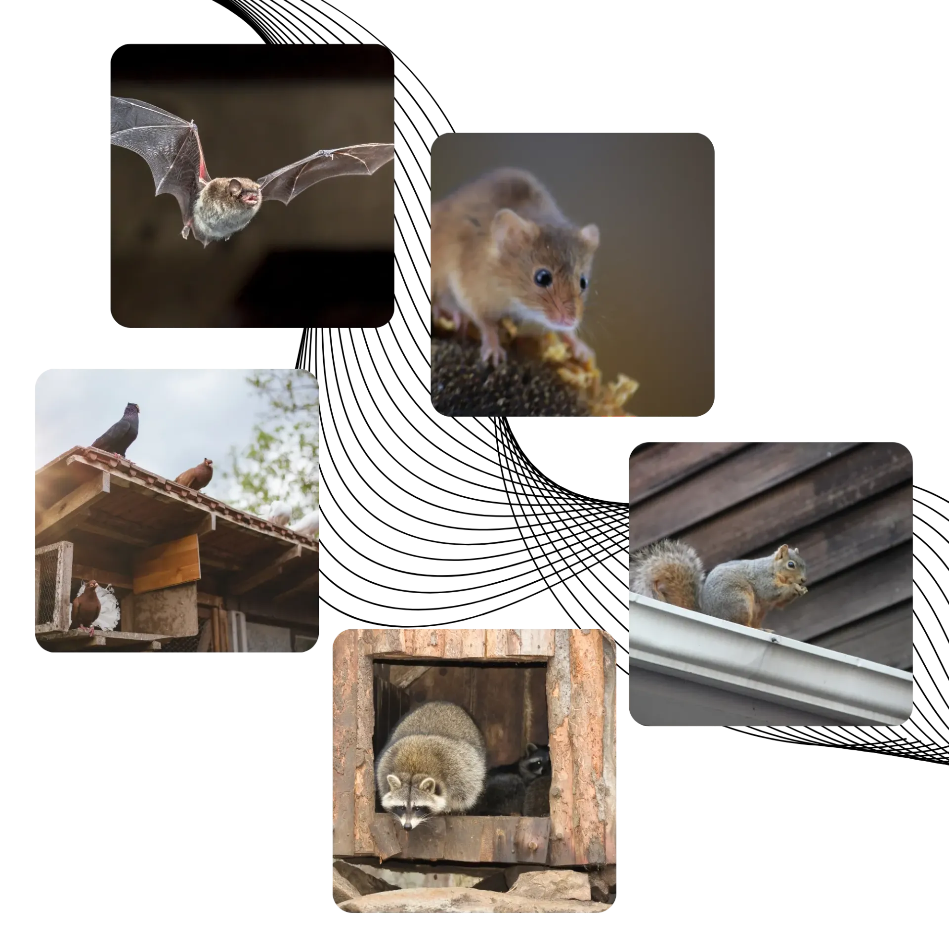 Michigan Wildlife Solutions - A collage of pictures shows a bat a mouse a raccoon and a squirrel