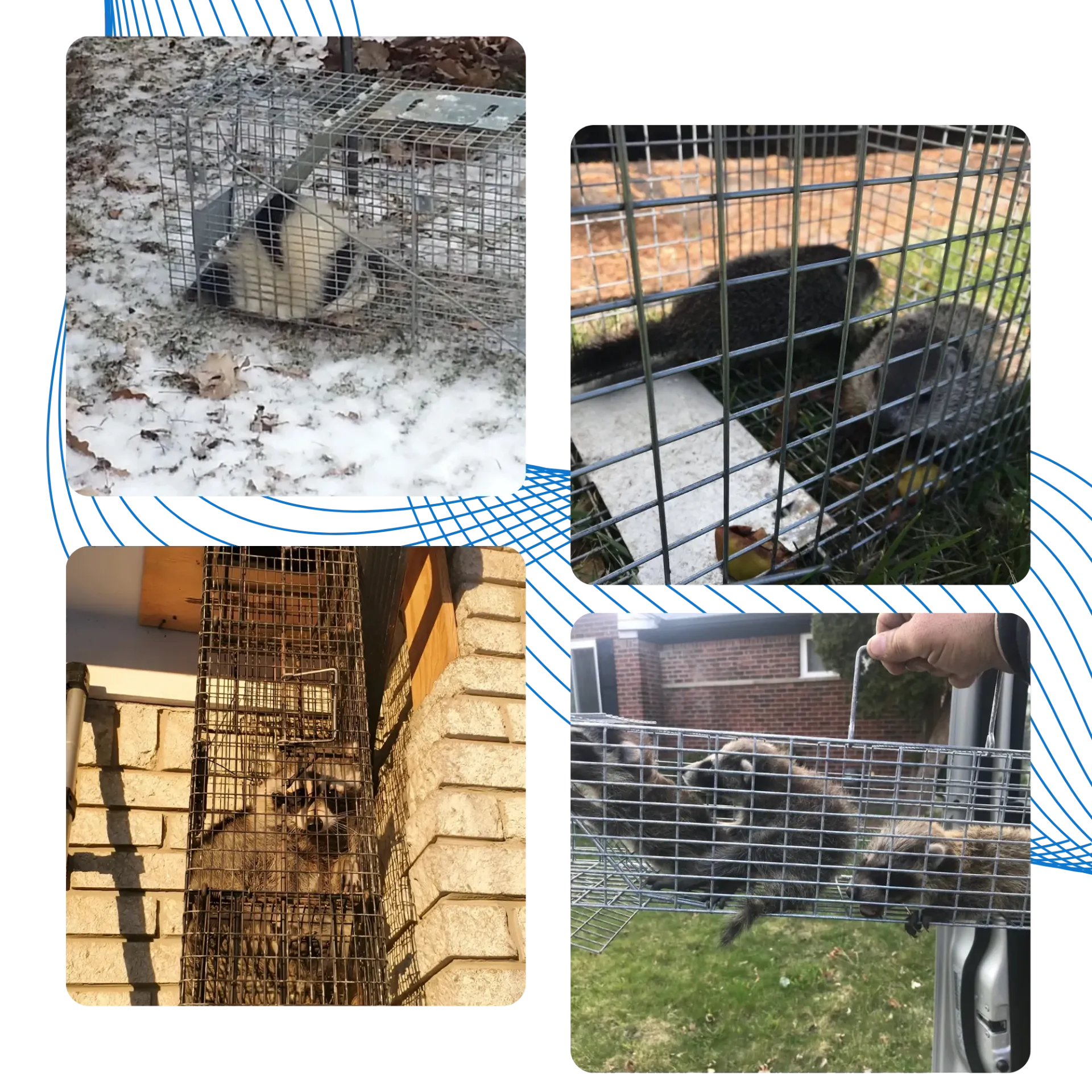 Michigan Wildlife Solutions - A collage of four pictures of a raccoon in a cage.