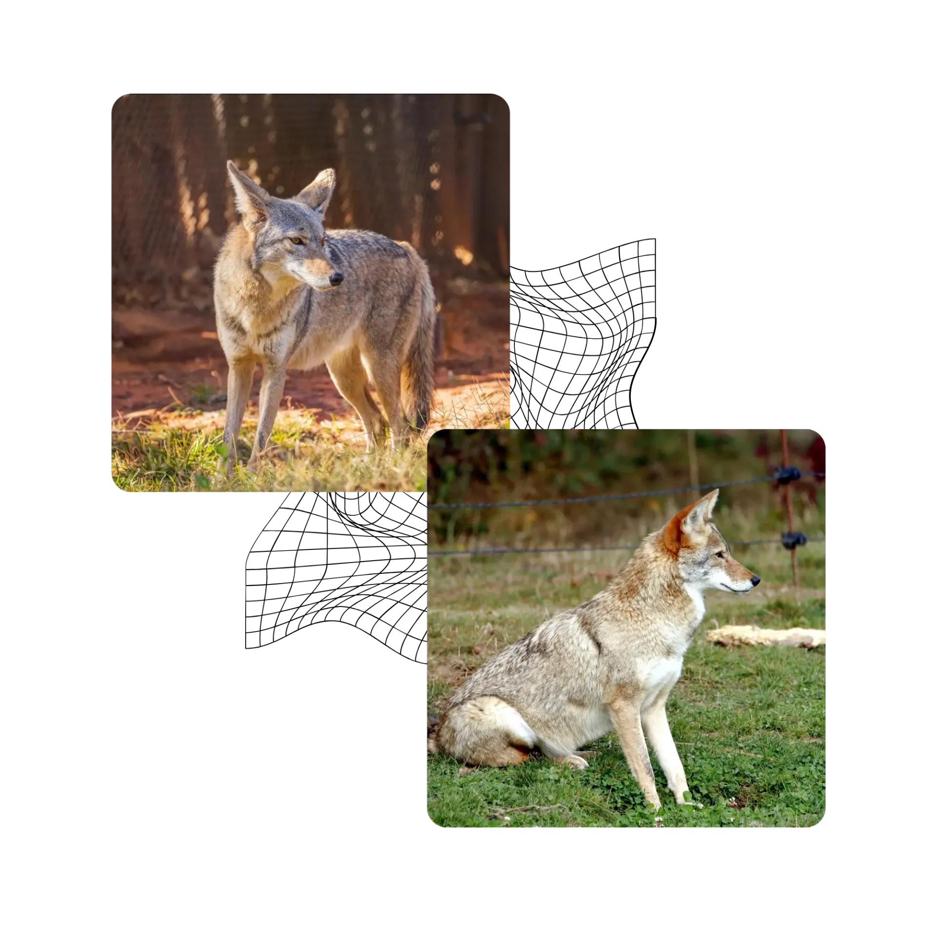Michigan Wildlife Solutions - A coyote is standing in the woods and a coyote is sitting in the grass.
