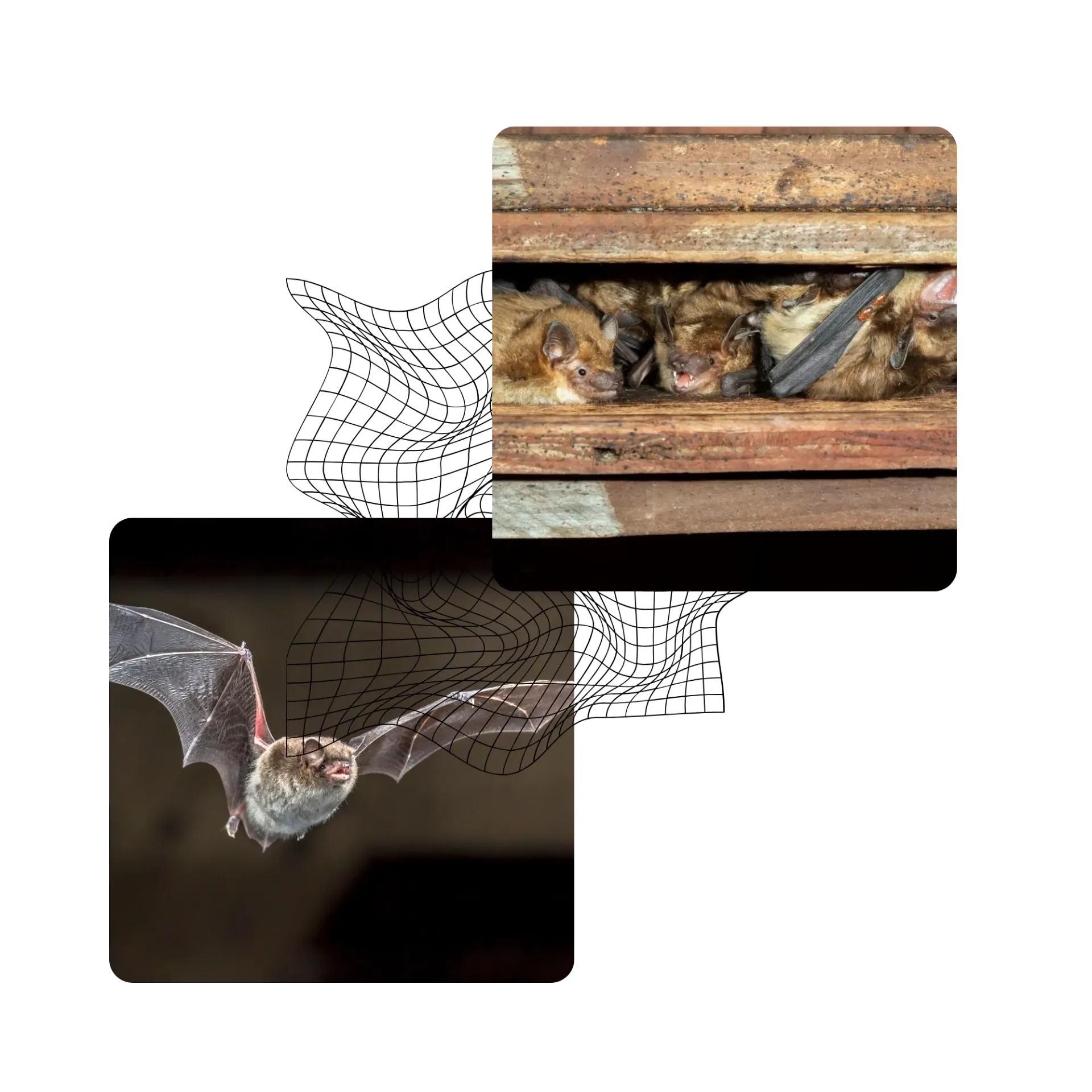 Michigan Wildlife Solutions - A group of bats are sitting in a wooden box.