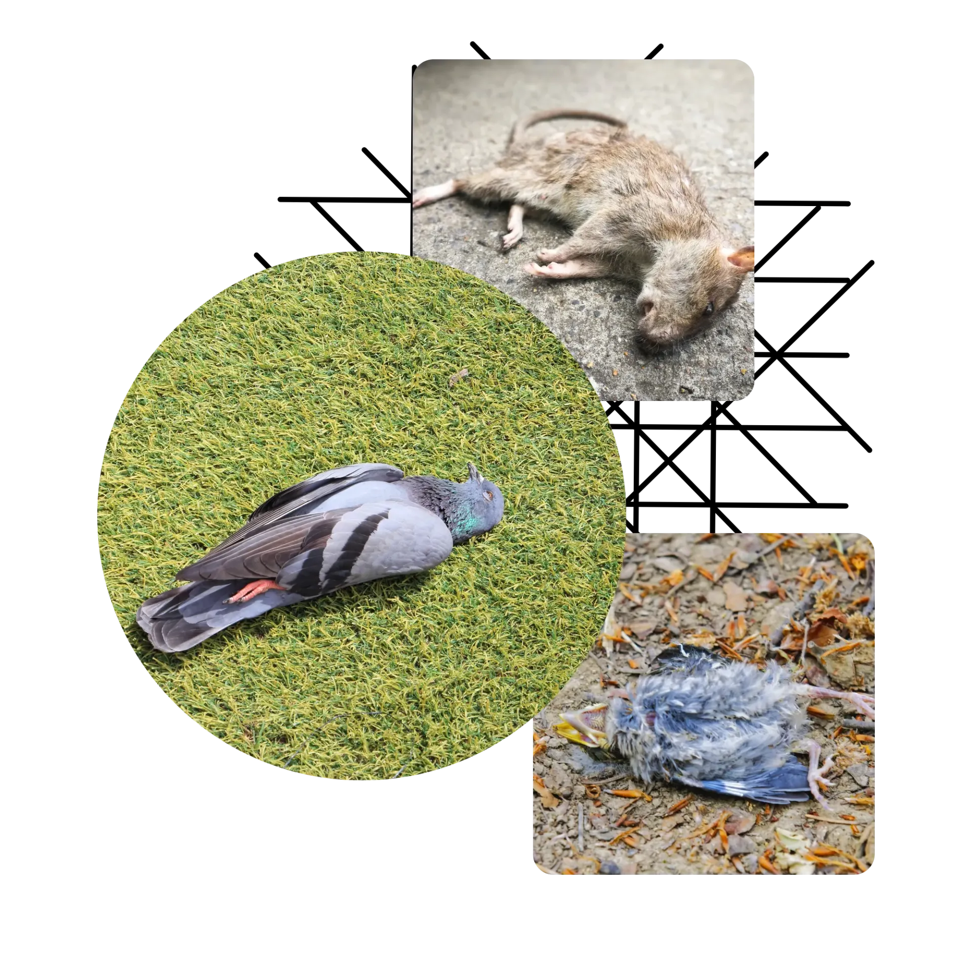 Michigan Wildlife Solutions - A collage of deceased bird and rat