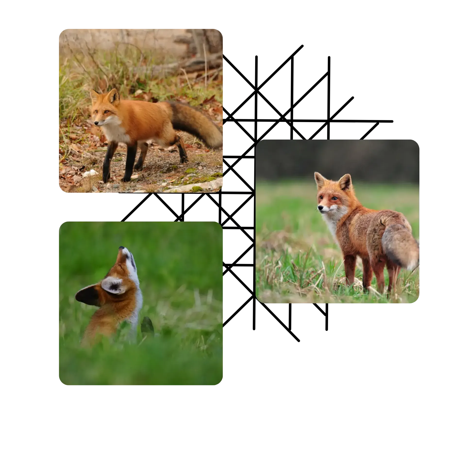 Michigan Wildlife Solutions - A collage of four pictures of a red fox