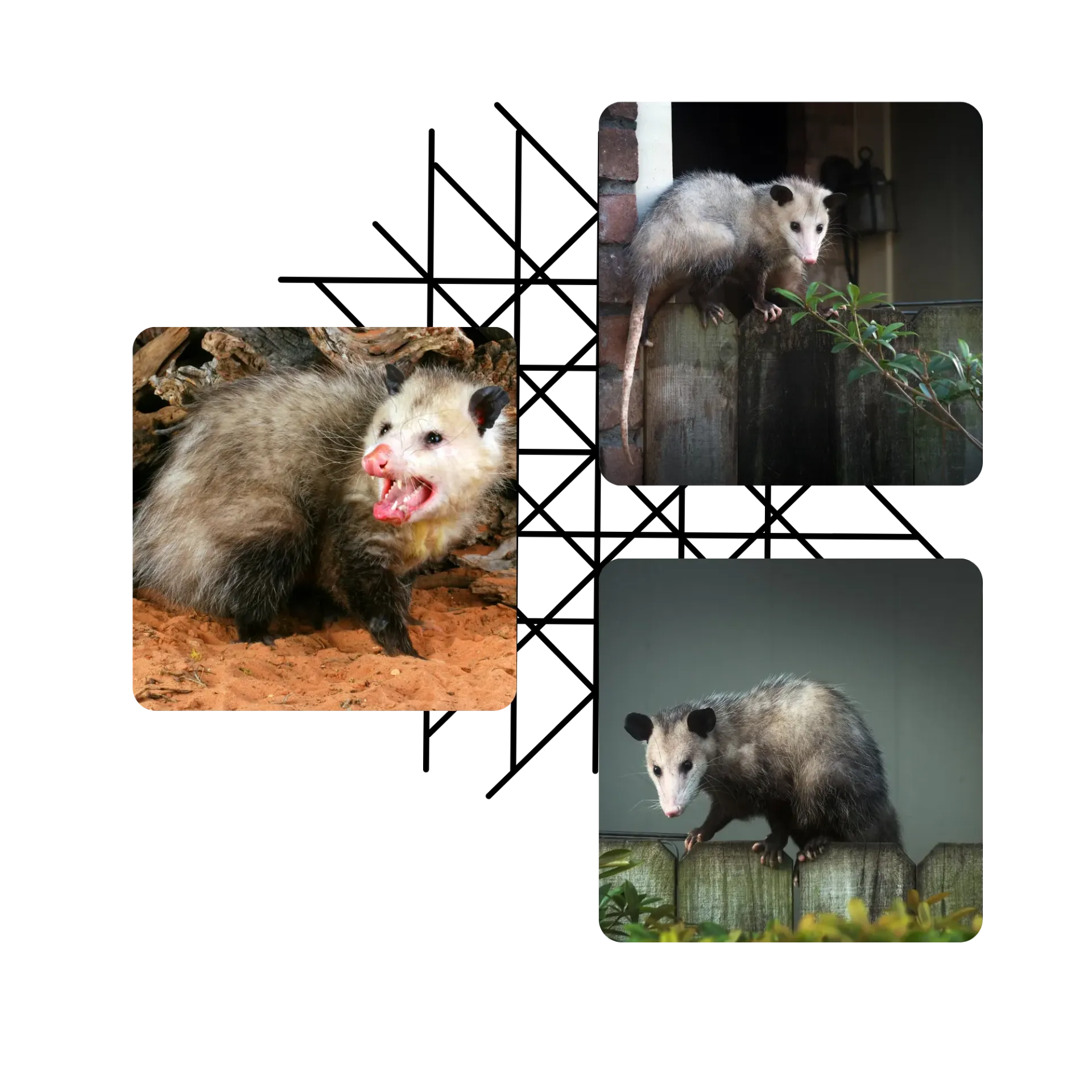 Michigan Wildlife Solutions - A collage of three pictures of an opossum