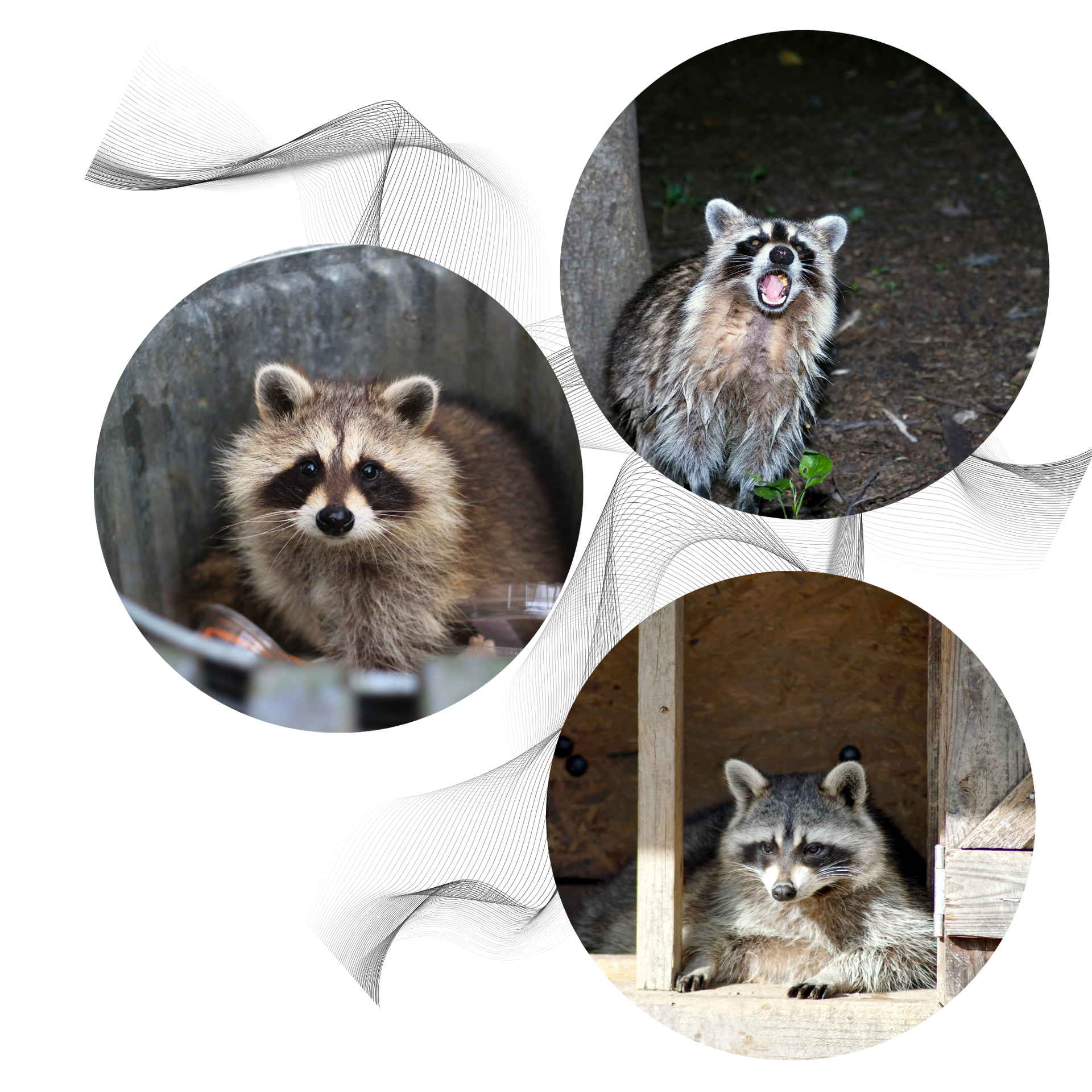Michigan Wildlife Solutions - Three raccoons are sitting in circles on a white background