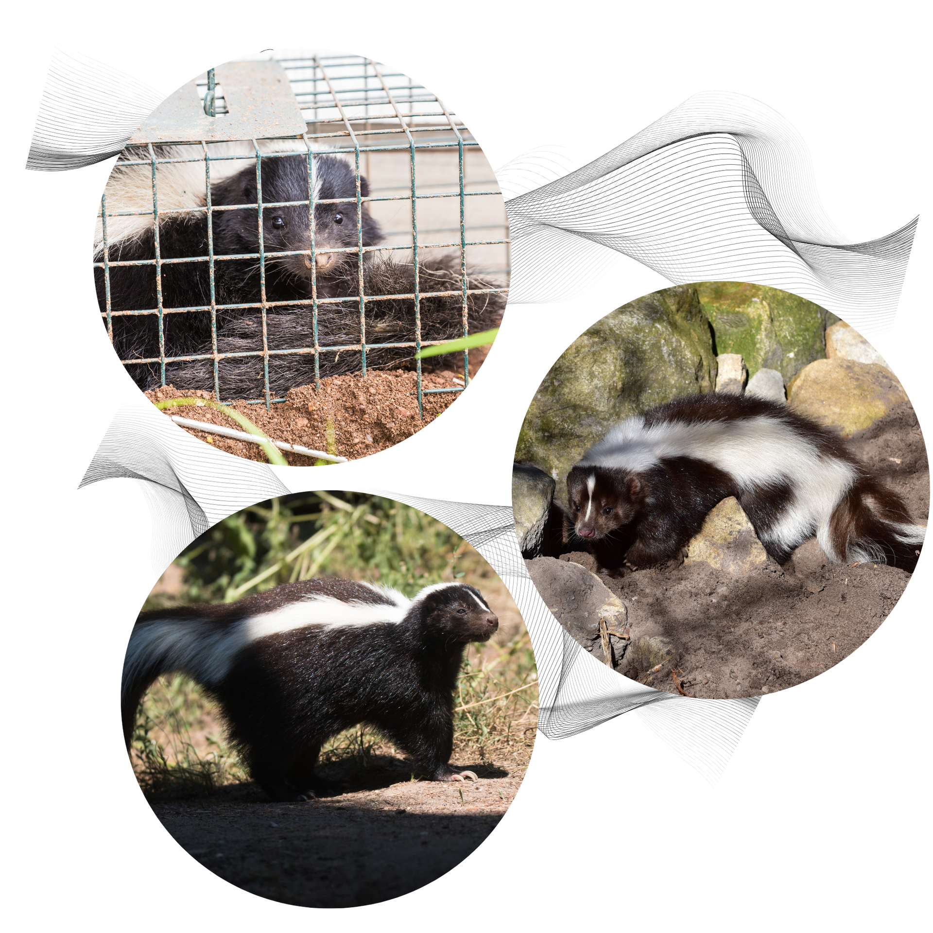 Michigan Wildlife Solutions - A collage of three pictures of a skunk , one in a cage and two outside.