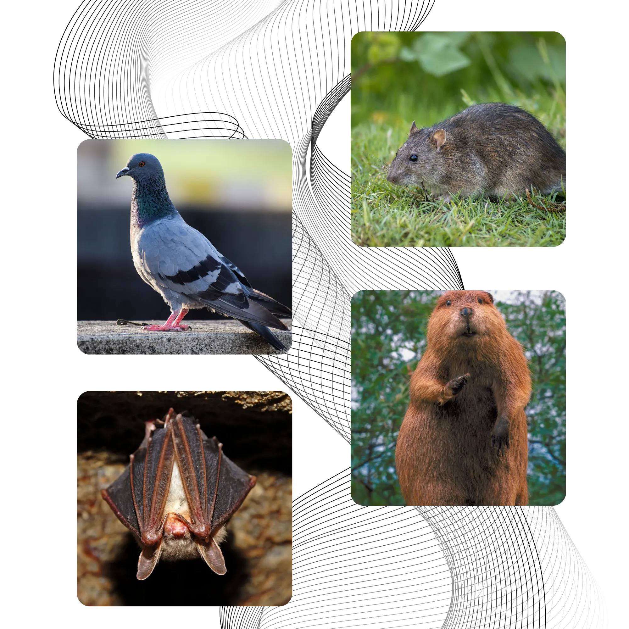 Michigan Wildlife Solutions - A pigeon , a rat , a bat and a capybara are shown in a collage.
