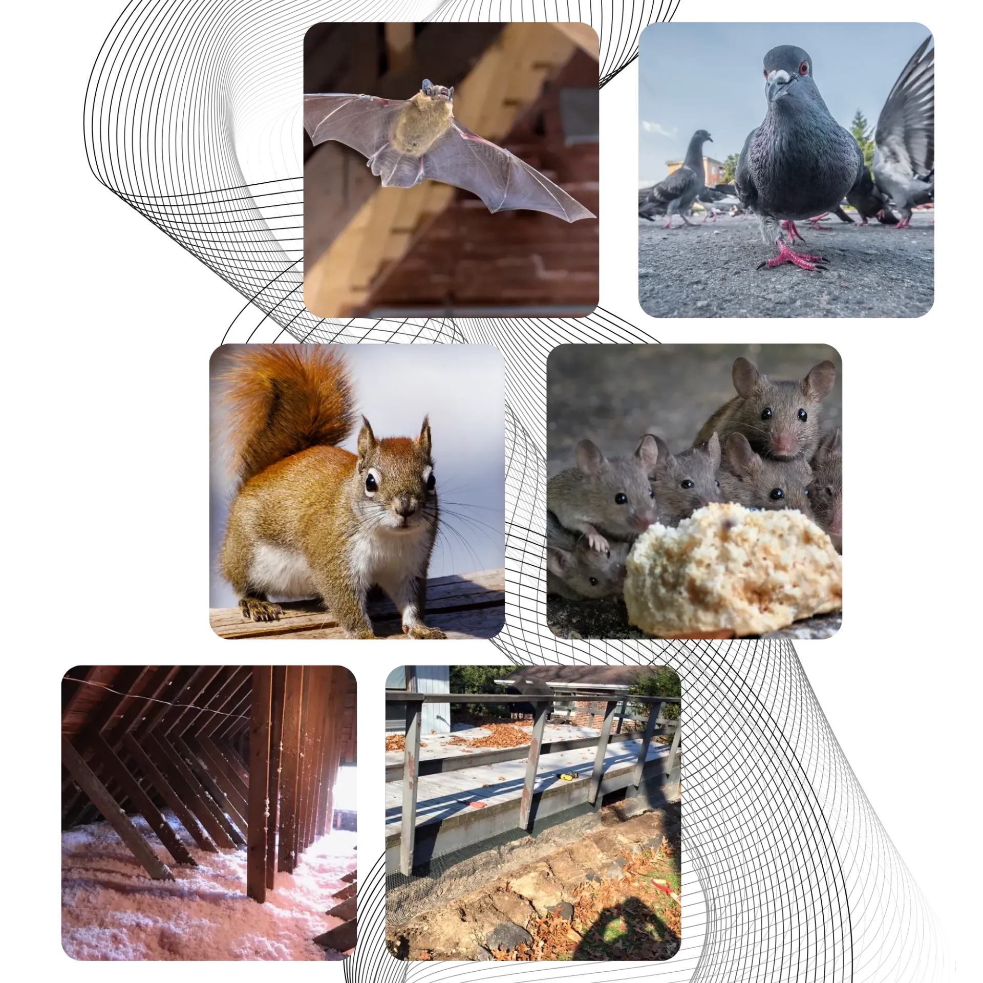 Michigan Wildlife Solutions - A collage of pictures of animals including a bat a squirrel and a pigeon