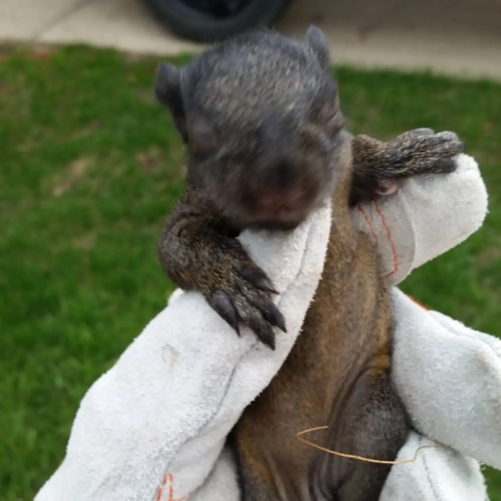 Michigan Wildlife Solutions - A person is holding a baby squirrel in their handsMichigan Wildlife Solutions -