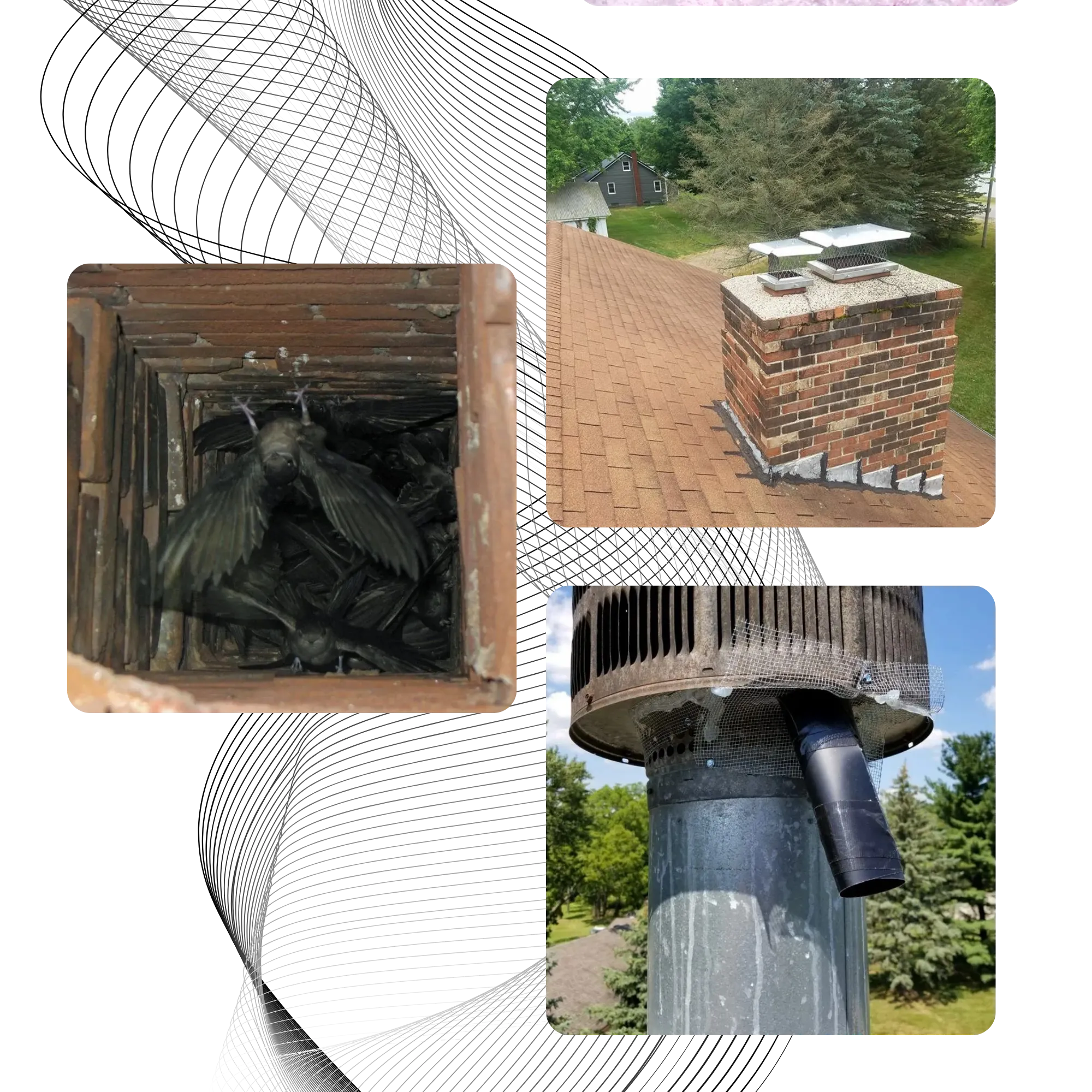 Michigan Wildlife Solutions - A collage of pictures shows a chimney and a bird in a box