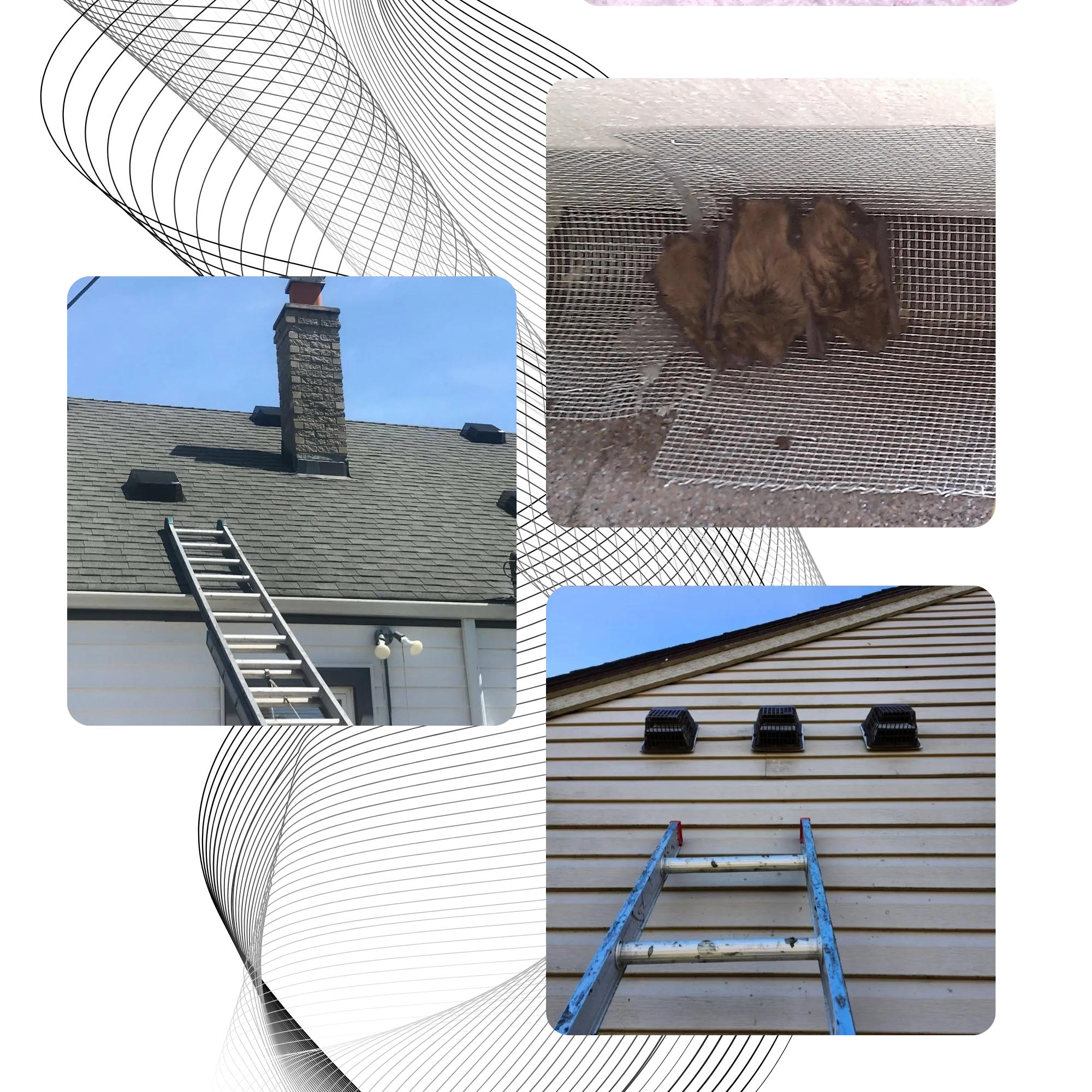 Michigan Wildlife Solutions - A collage of pictures of a chimney a ladder and a house