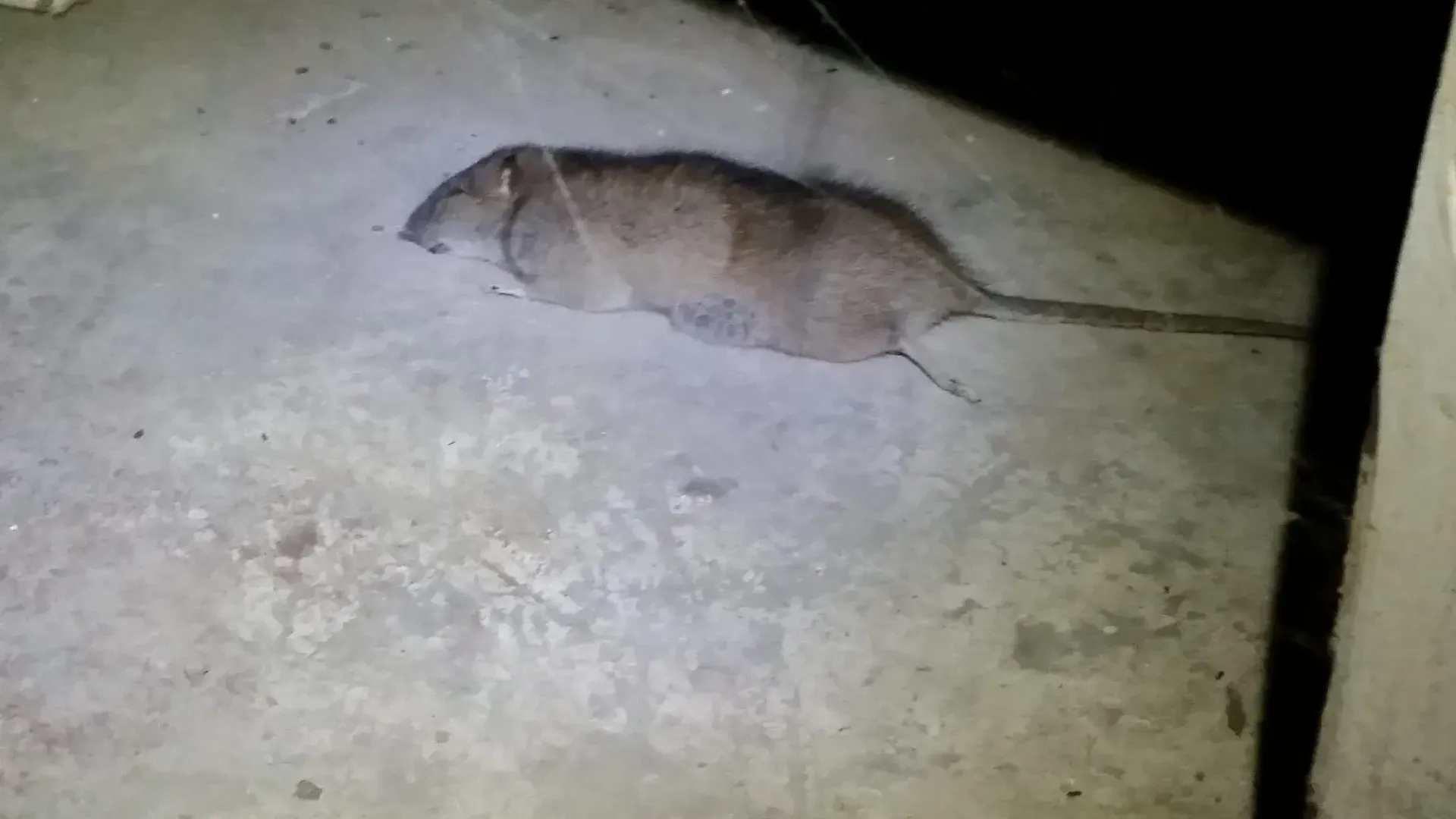 Michigan Wildlife Solutions - A rat is laying on the ground in a dark room.