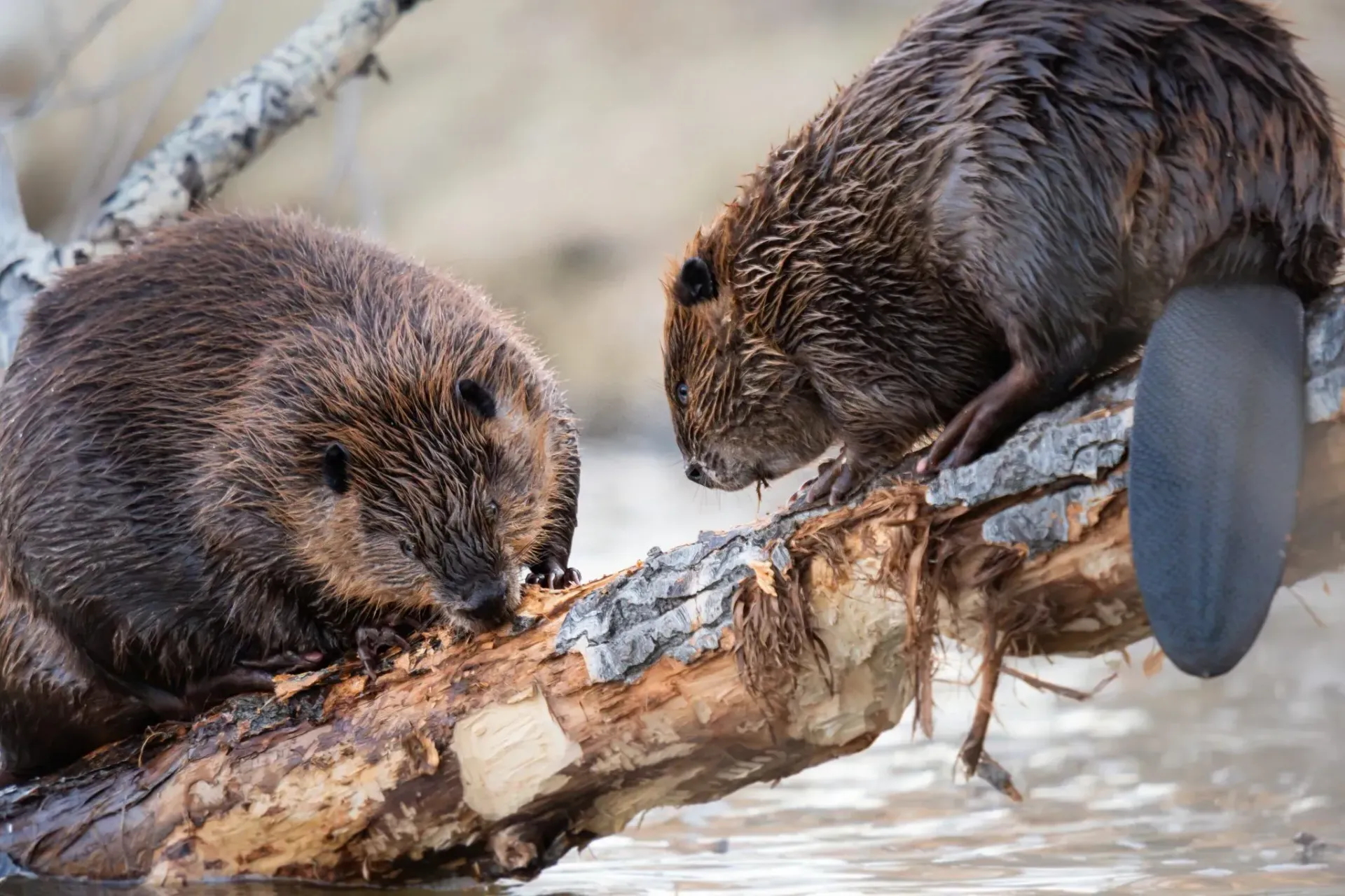 Michigan Wildlife Solutions - Two beavers are sitting on a log in the water.