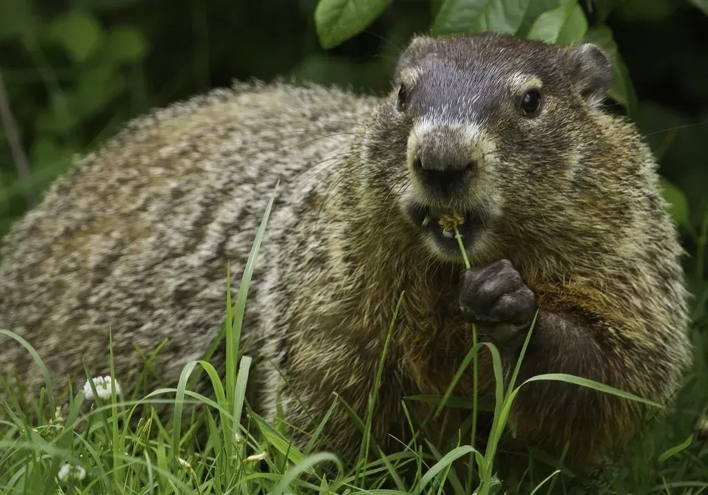 Michigan Wildlife Solutions - A ground squirrel is eating grass in the grass.