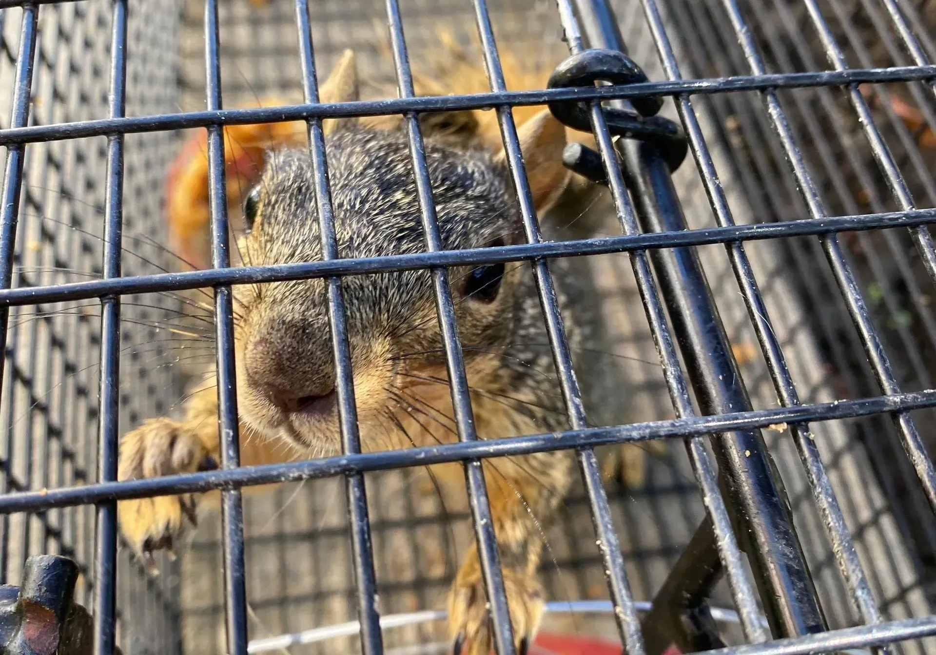 Michigan Wildlife Solutions - A squirrel is sitting in a cage and looking through the bars.