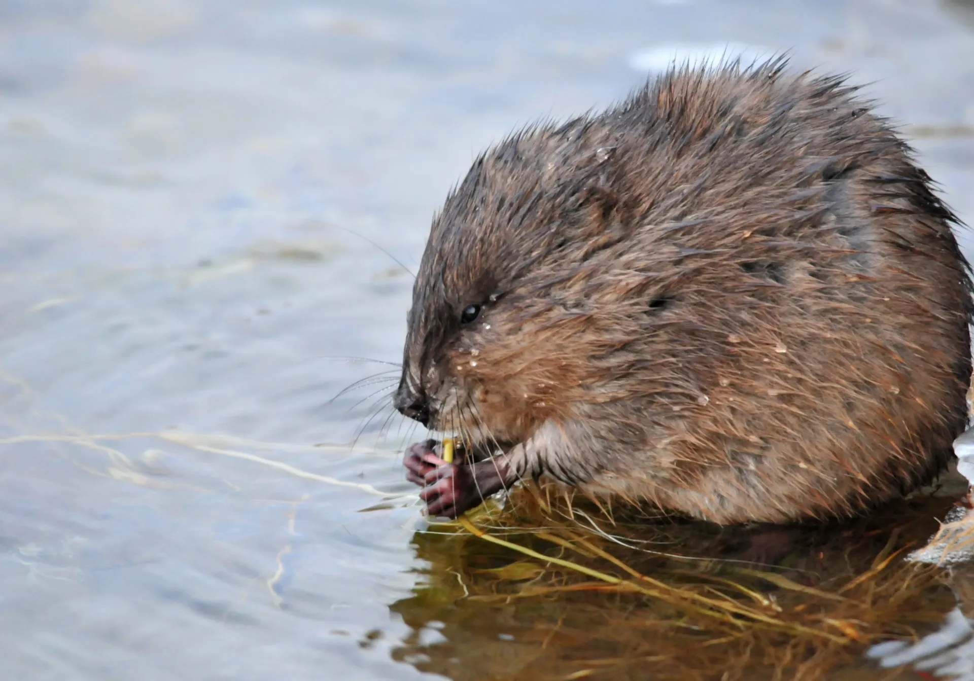 Michigan Wildlife Solutions - A beaver is eating grass in the water.