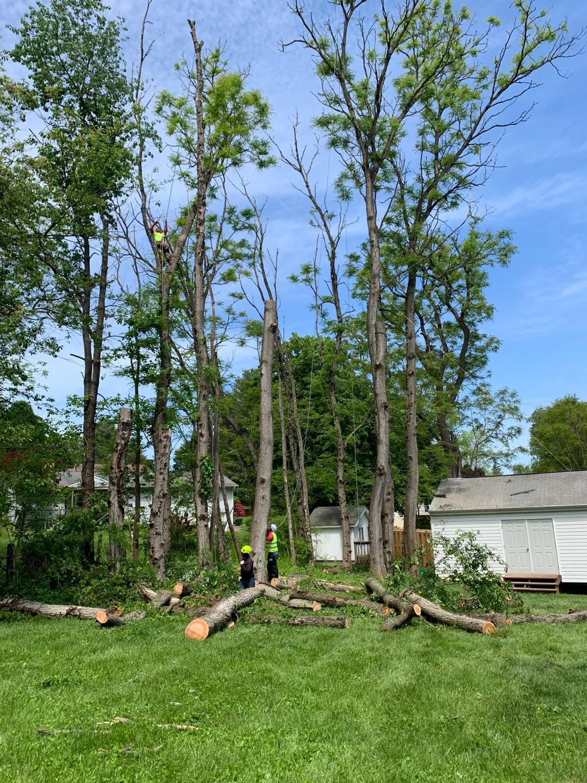 EXPRESS TREE SERVICES 410-501-7997