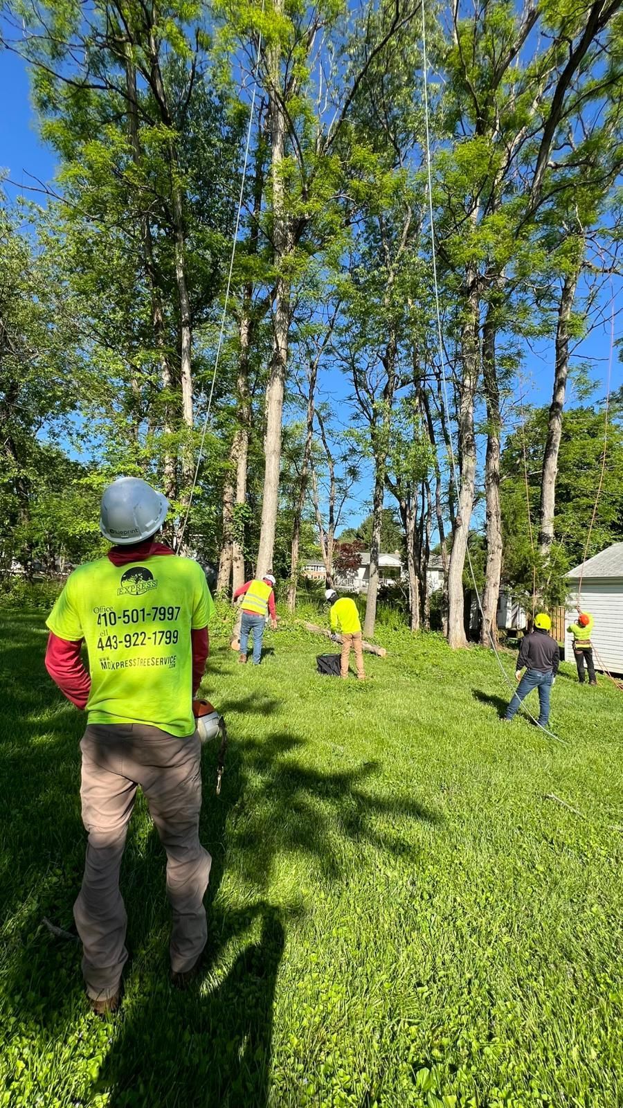 EXPRESS TREE SERVICES 410-501-7997