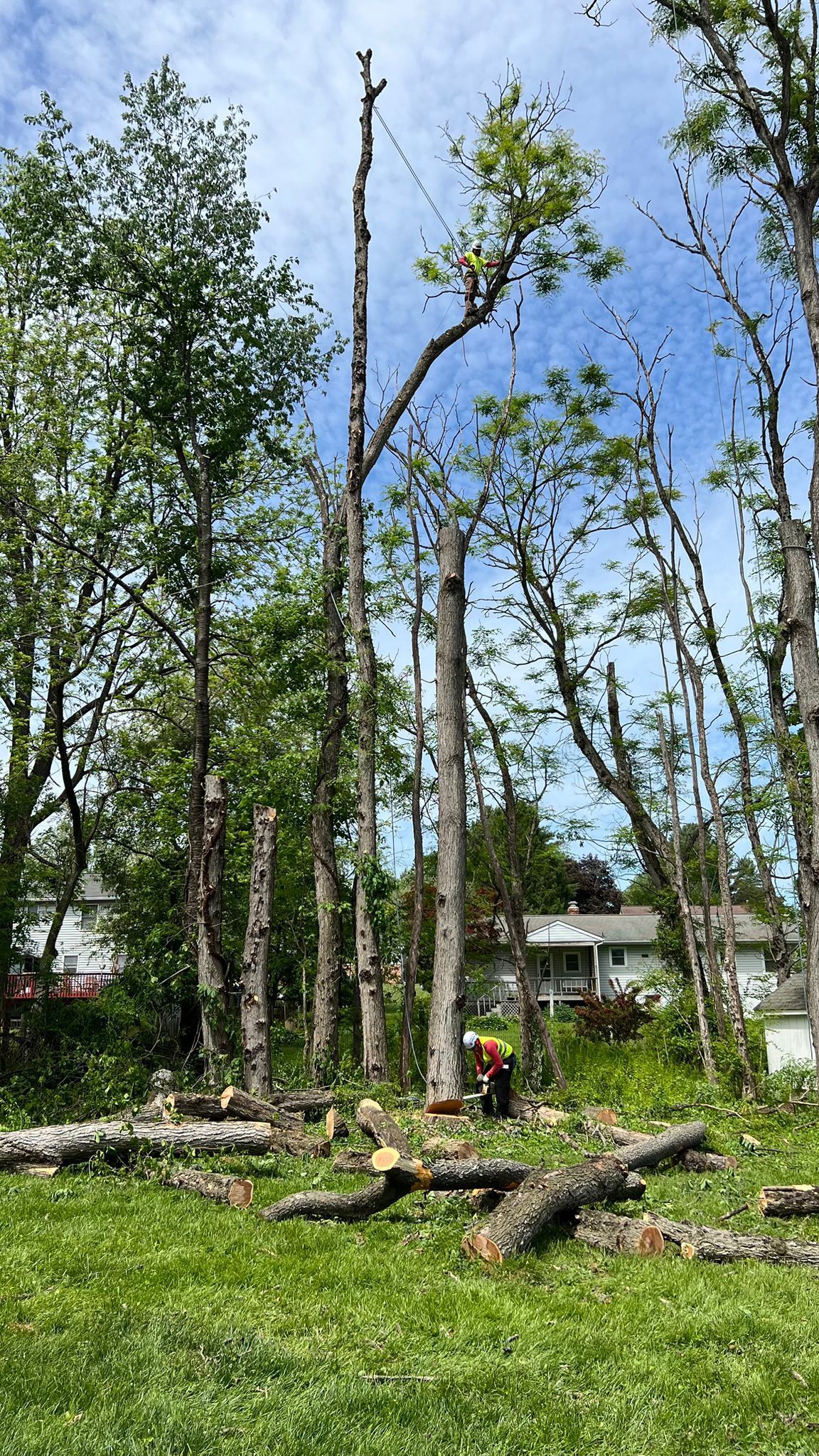 EXPRESS TREE SERVICES 410-501-7997